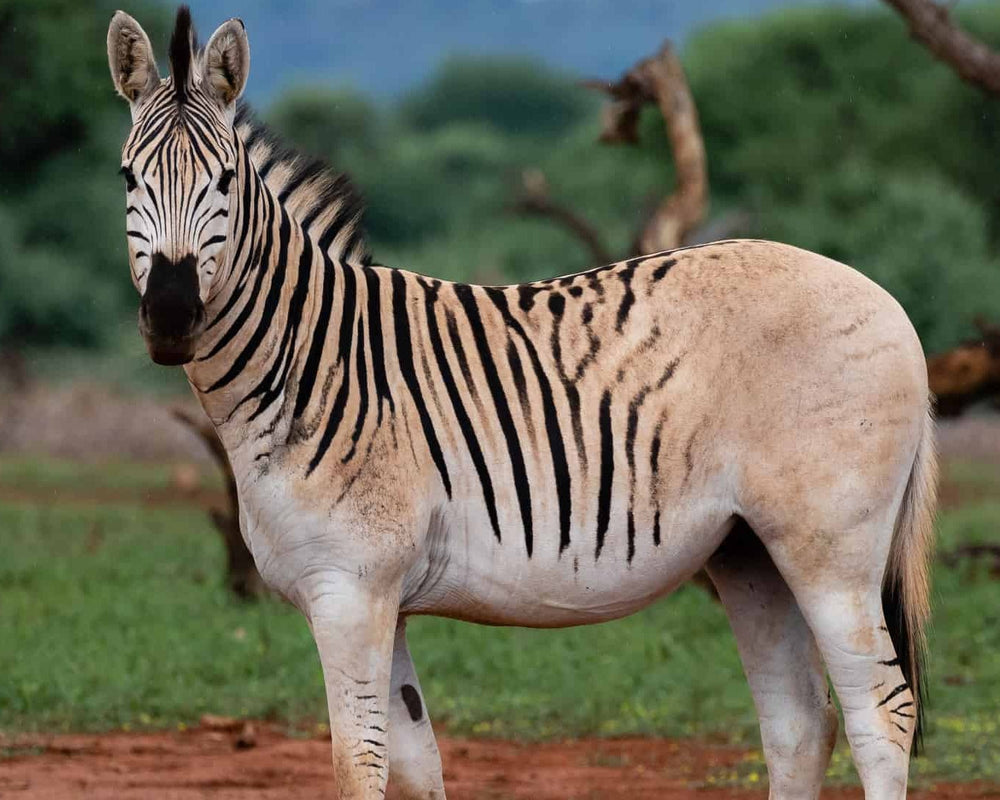 Le Quagga